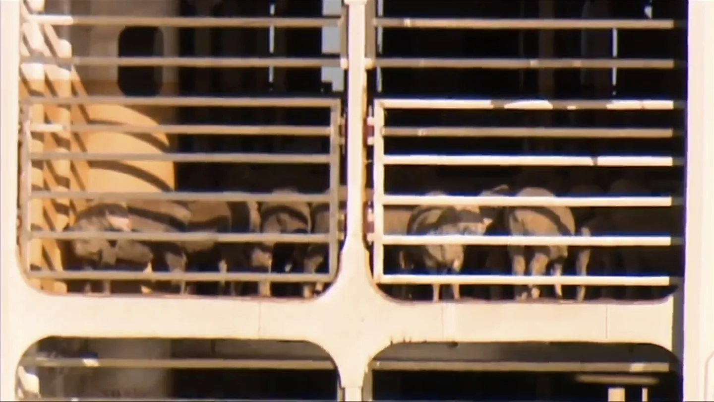 Livestock aboard MV Bahijah, docked at a port in Fremantle, Australia, on Feb. 2.