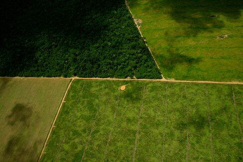 Soybean fields intersect with rainforest in Mato Grosso, Brazil.