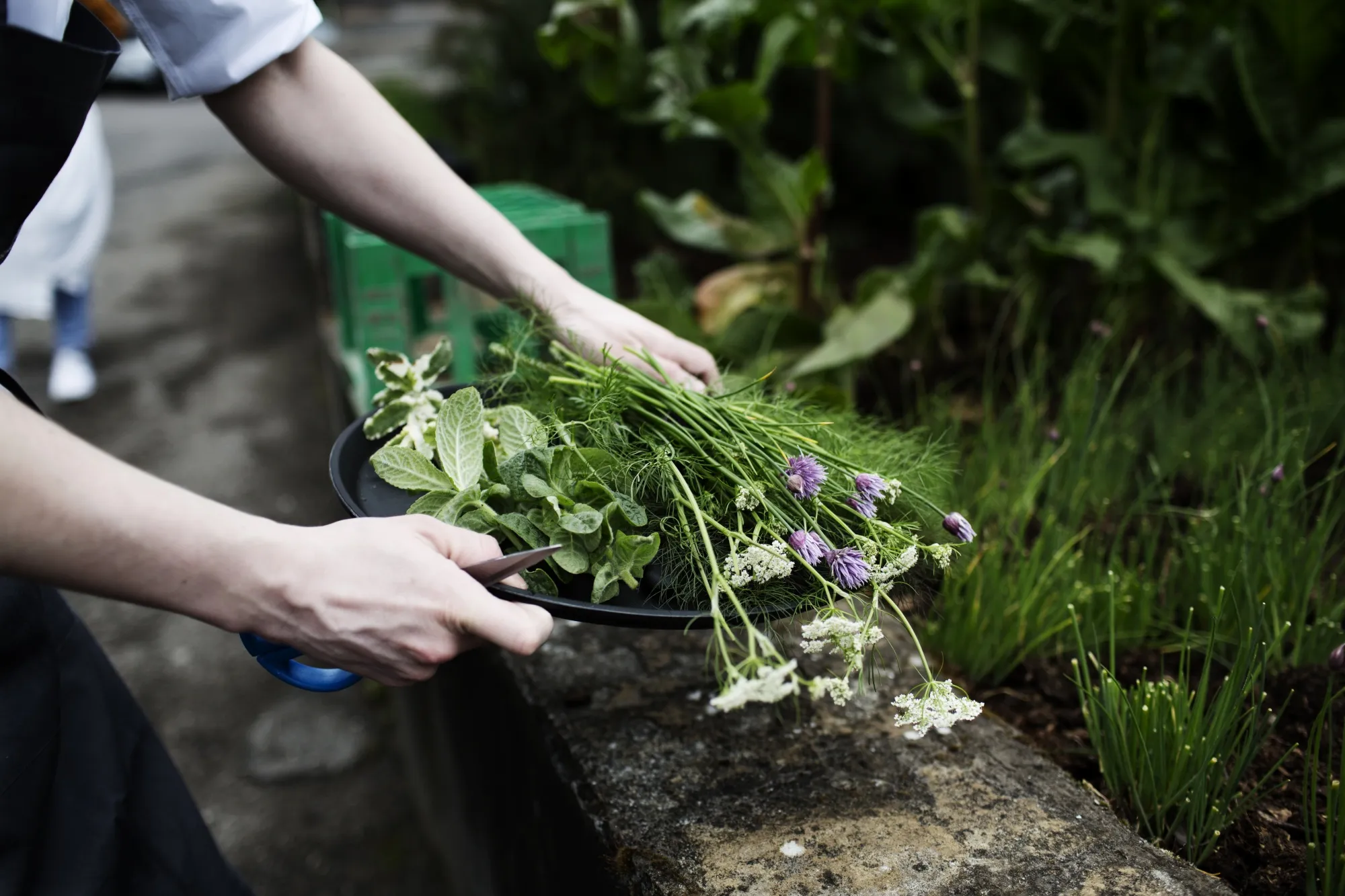 Gathering ingredients at the organic urban garden of the Copenhagen Hospitality College, which is a developing vegetarian chef degree.&nbsp;