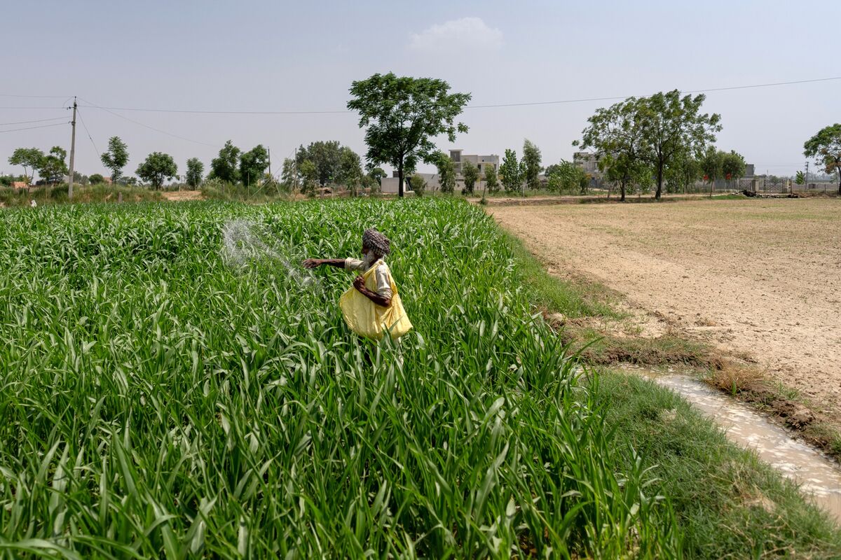 India's Modi Urges Farmers to Cut Fertilizer Use as Subsidy Costs Surge