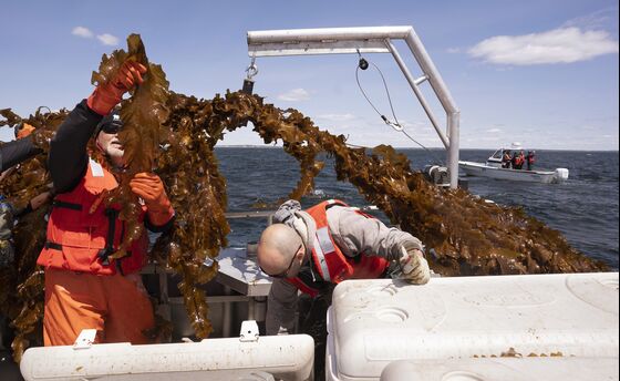 Coastal ‘Dead Zones’ Are Multiplying. Seaweed May Be a Solution