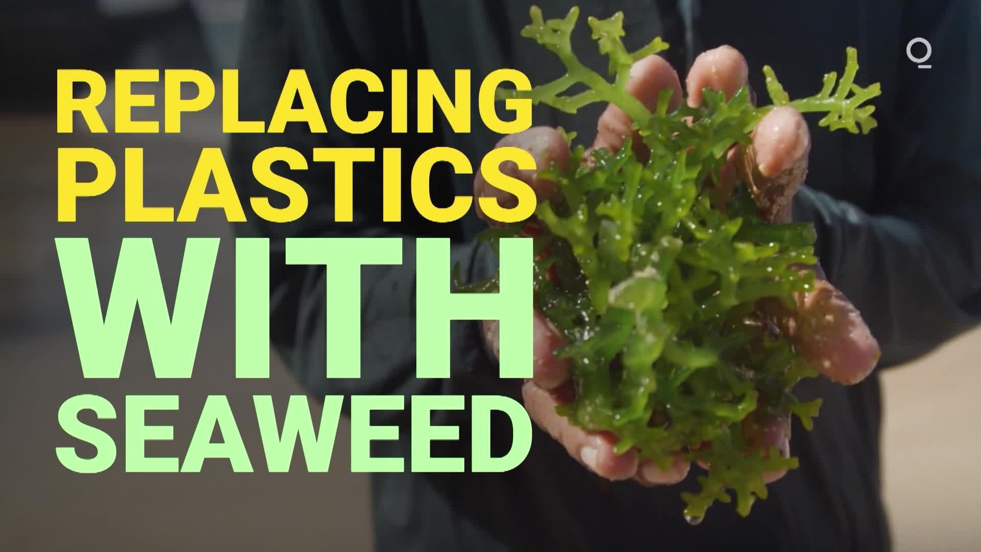 Watch Replacing Plastics With Seaweed Bloomberg