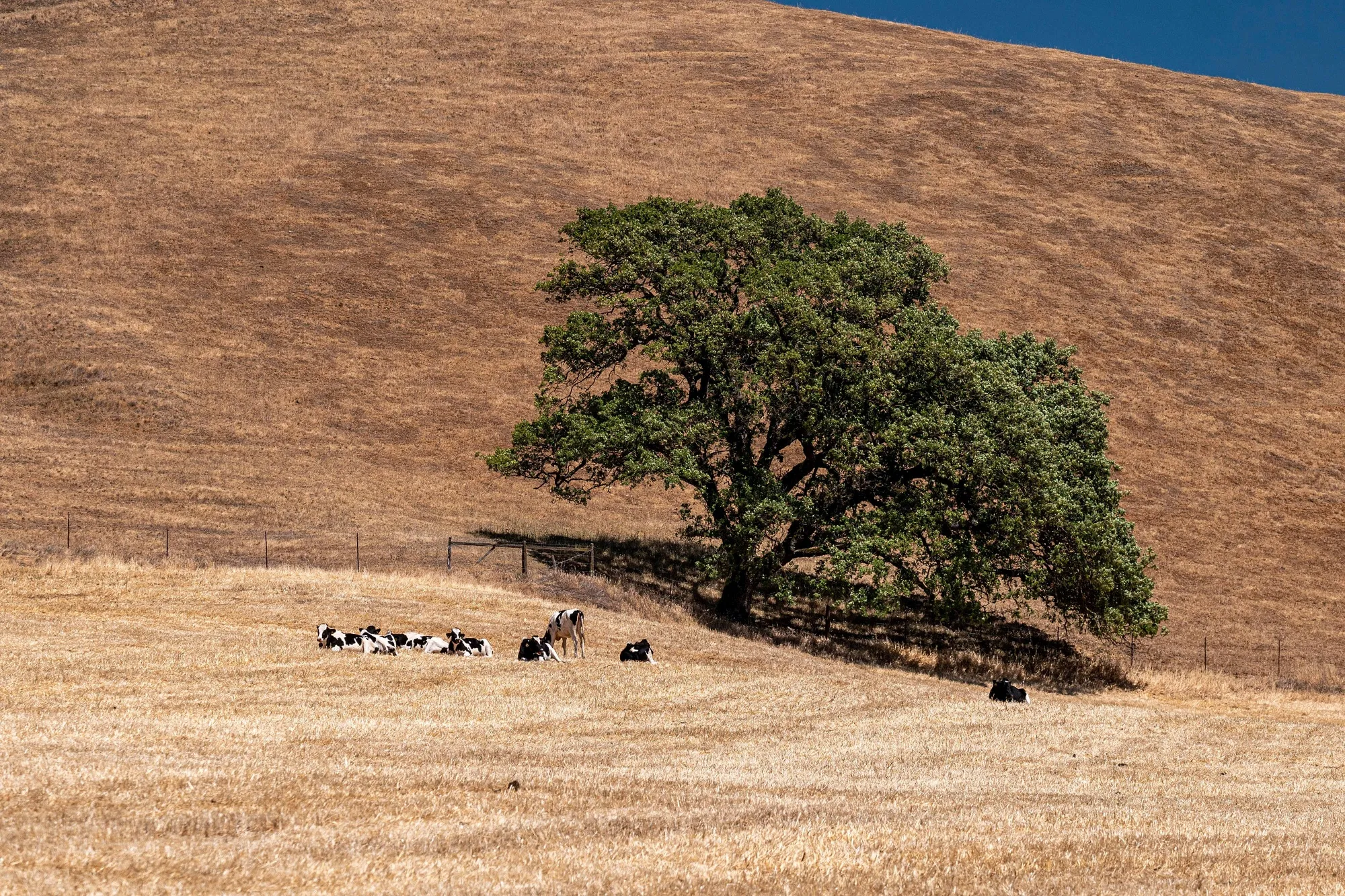 Parts Of Bay Area Suddenly In Very Worst Drought Category