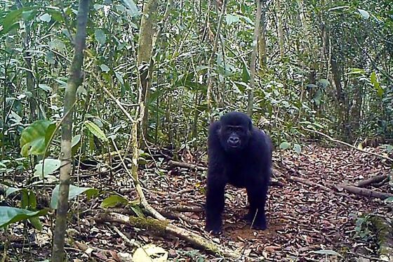 Cameroon Allows Logging in Forest That’s Home to Gorillas