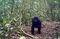 relates to Cameroon Allows Logging in Forest That’s Home to Gorillas