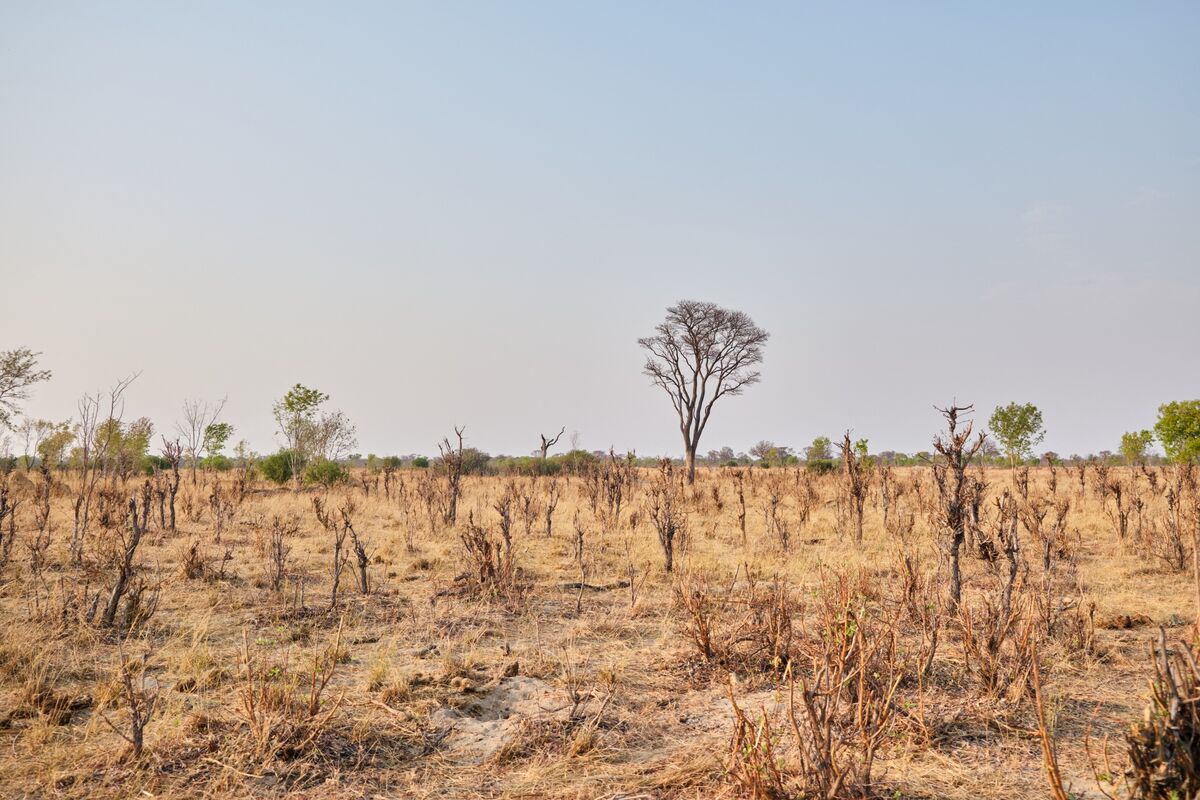 Africa Faces El Niño With Less Room to Weather Shock, IIF Says