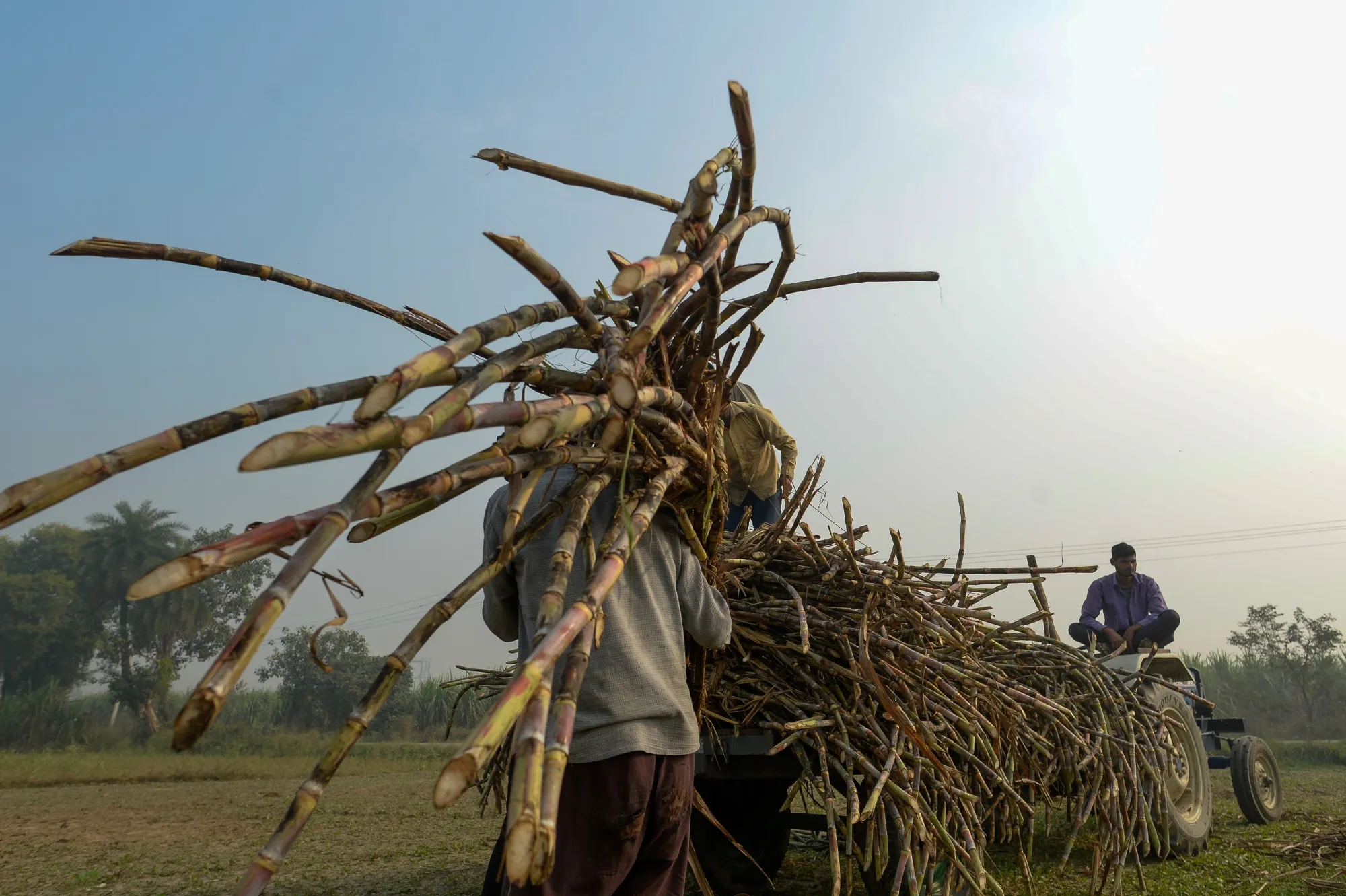 Sugar cane harvest in Modinagar, Uttar Pradesh, India.