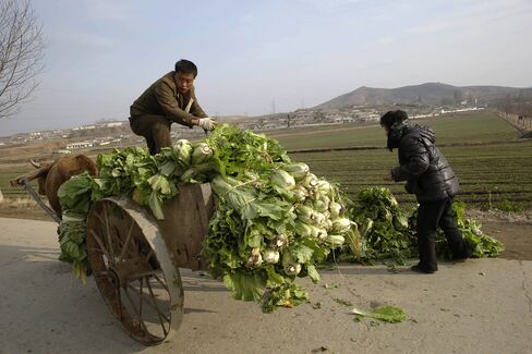 A farmer sorts out cabbage in preparation for the making of Kimchi near the town of Sinchon in South Hwanghae province.
