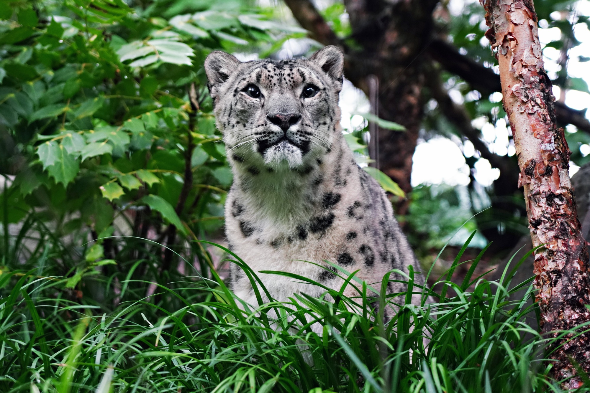 Snow leopard at Illinois zoo dies after contracting Covid-19, Illinois