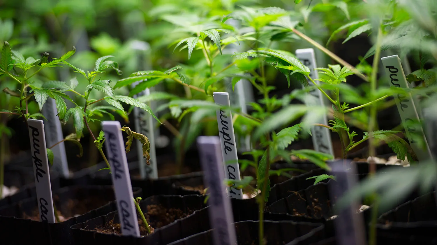 Marijuana plants grow at the MedMar Healing Center, a medical-marijuana dispensary, in San Jose, California, U.S., on Thursday, Feb. 7, 2013.
