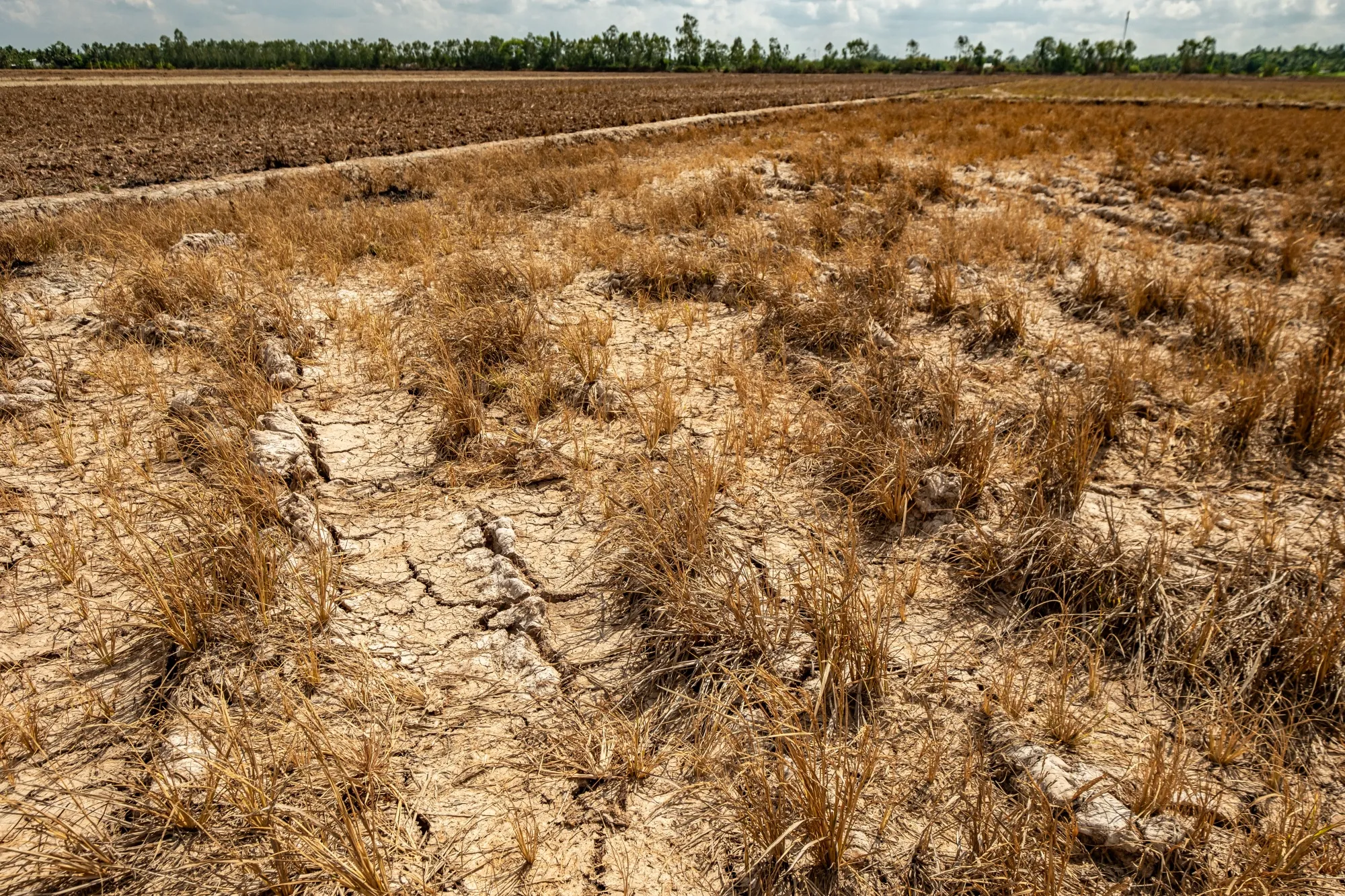 A dried up paddy field in Long Phu District, Vietnam.
