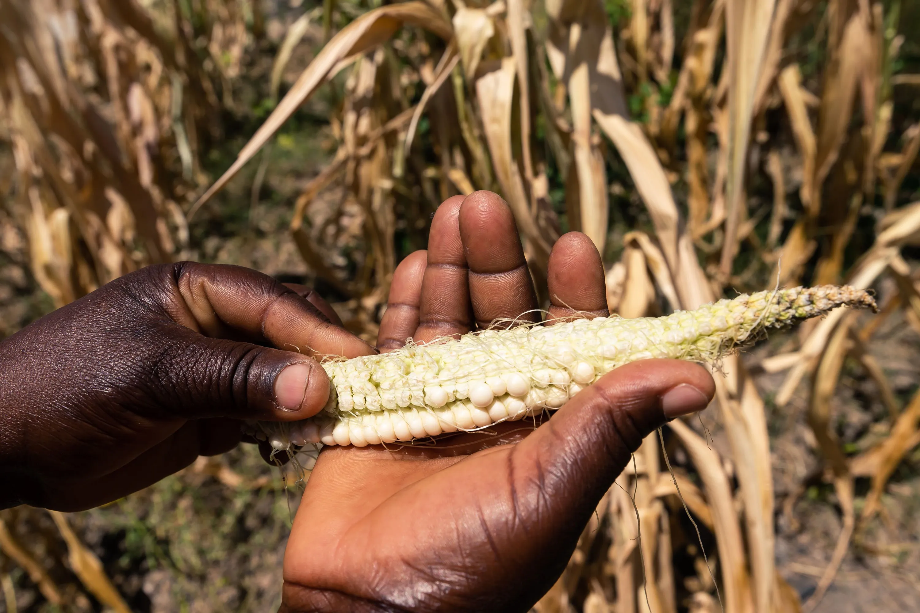 Drought withered crops last year and threatens do do the same in 2020.