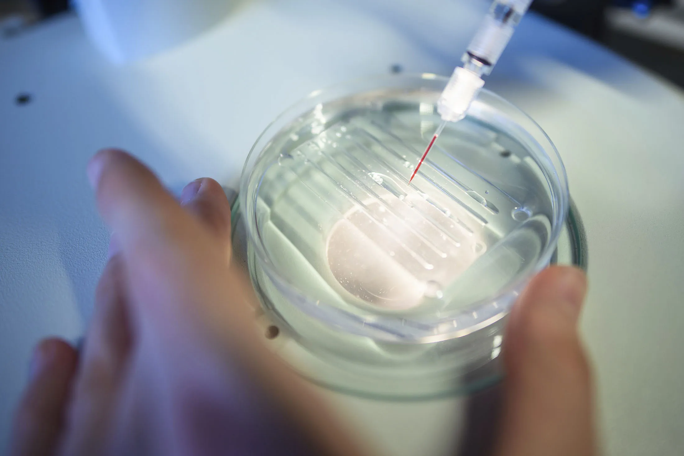A researcher performs a Crispr procedure.