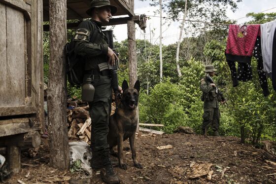 Colombia Stems 5-Year Cocaine Boom Amid Trump Threats to Cut Aid