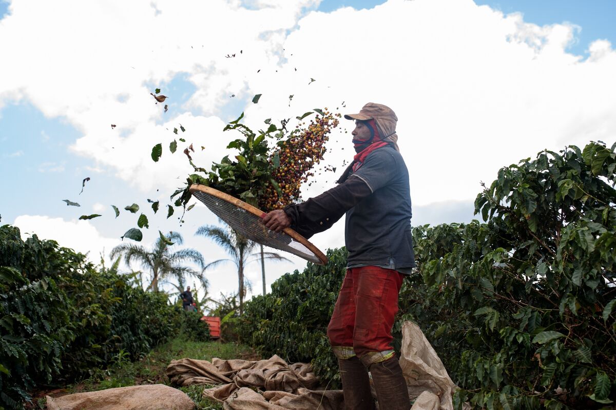 Brazil's Coffee Crop Expected To Rebound After Above-Average Rain ...