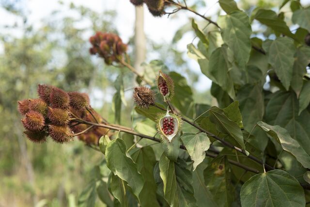 Annatto fruits ripe for harvest.