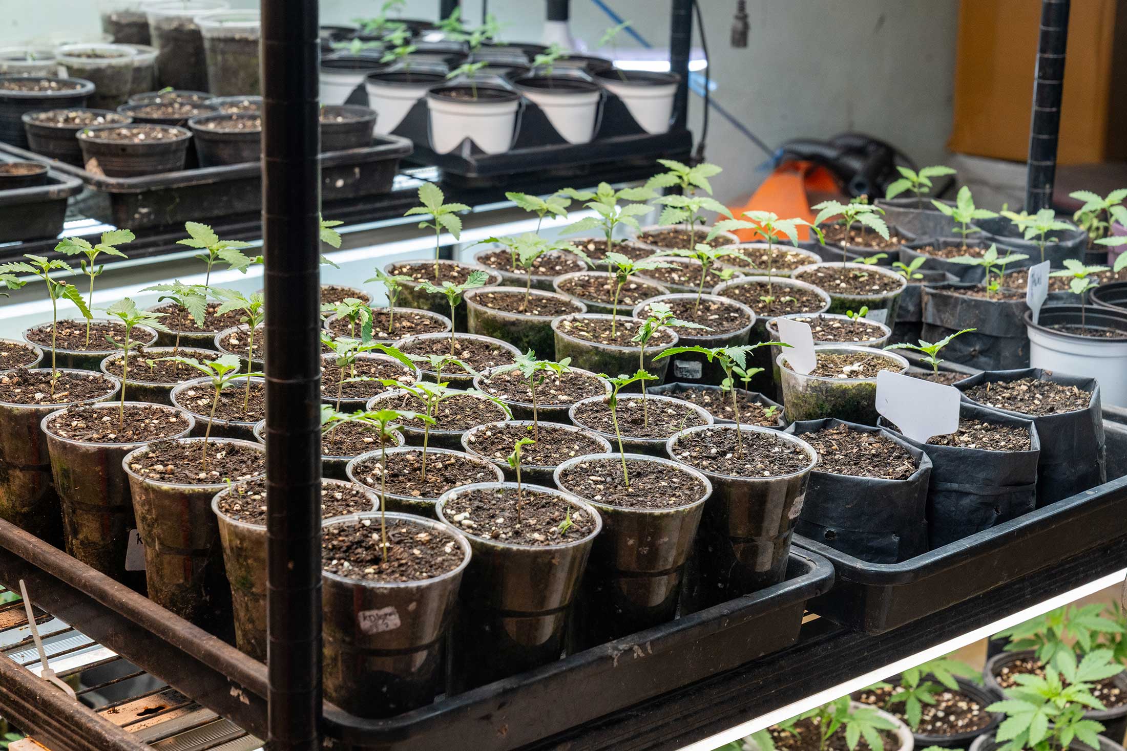 Cannabis seedlings in their initial growth stage