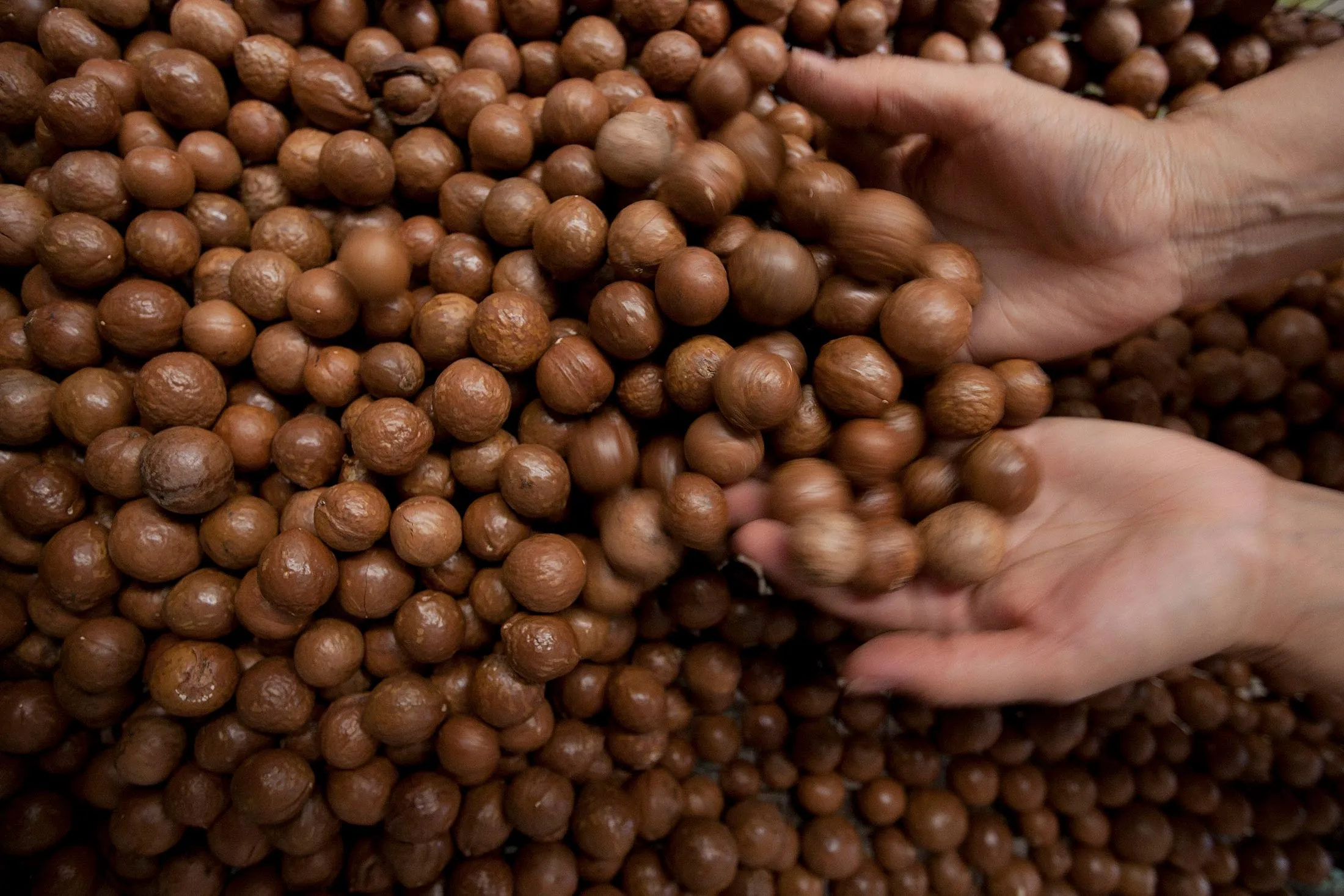 Macadamia nuts.
