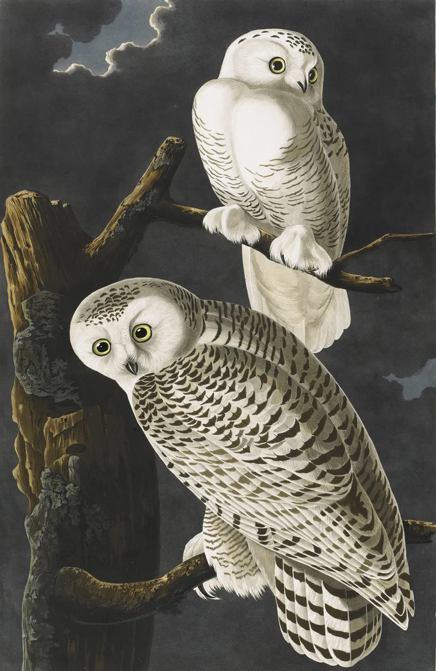 【リトグラフ】オーデュボン「アメリカの鳥類」NO.36 PL.179 単葉 初版 オ－デュボンの鳥 / オーデュボン，ジョン・ジェームズ【著