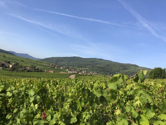 After Disastrous 2017, French Winemakers Cheer ‘Incredible’ 2018 Vintage