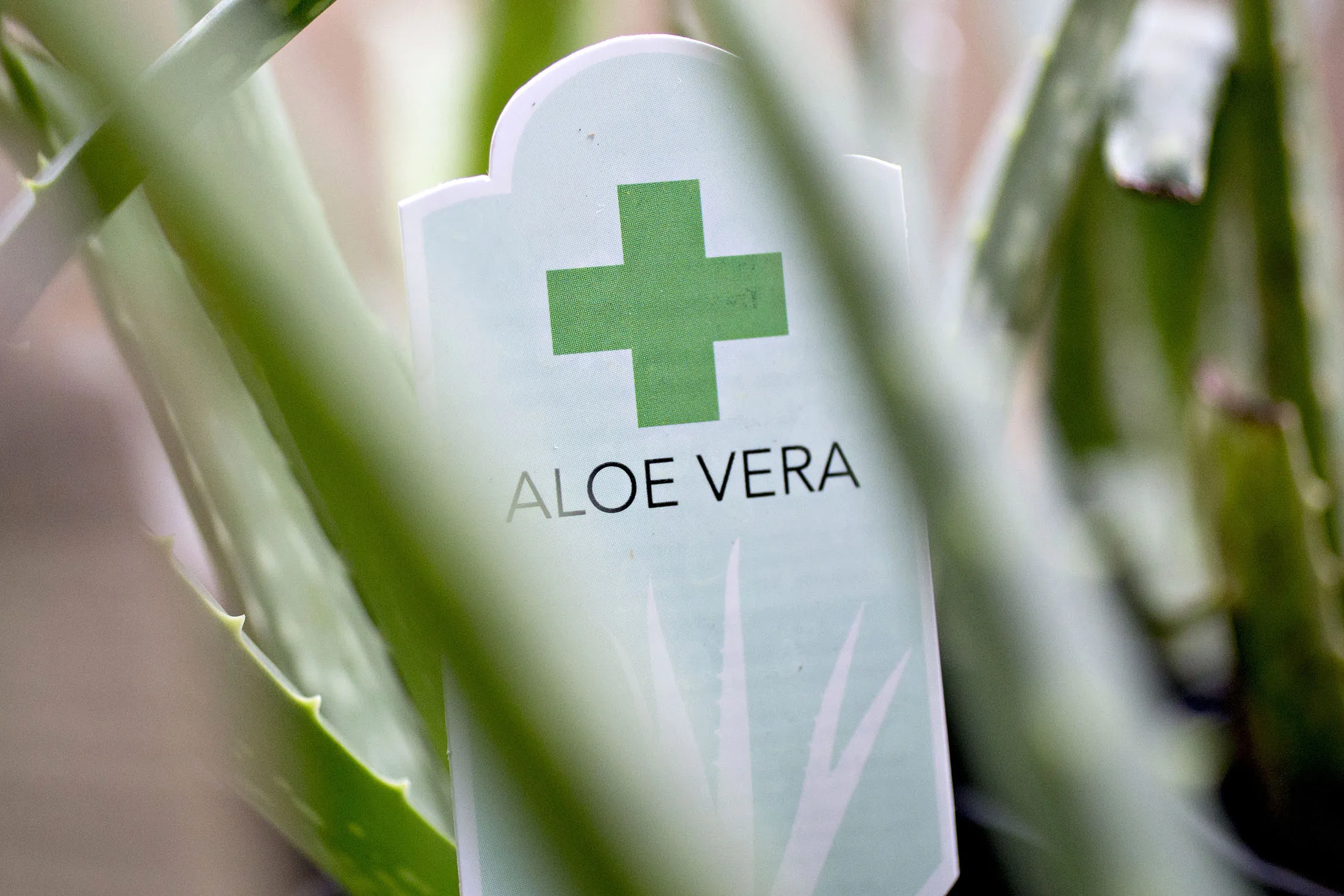 No Evidence of Aloe Vera Found in the Aloe Vera at Wal-Mart, CVS - Bloomberg