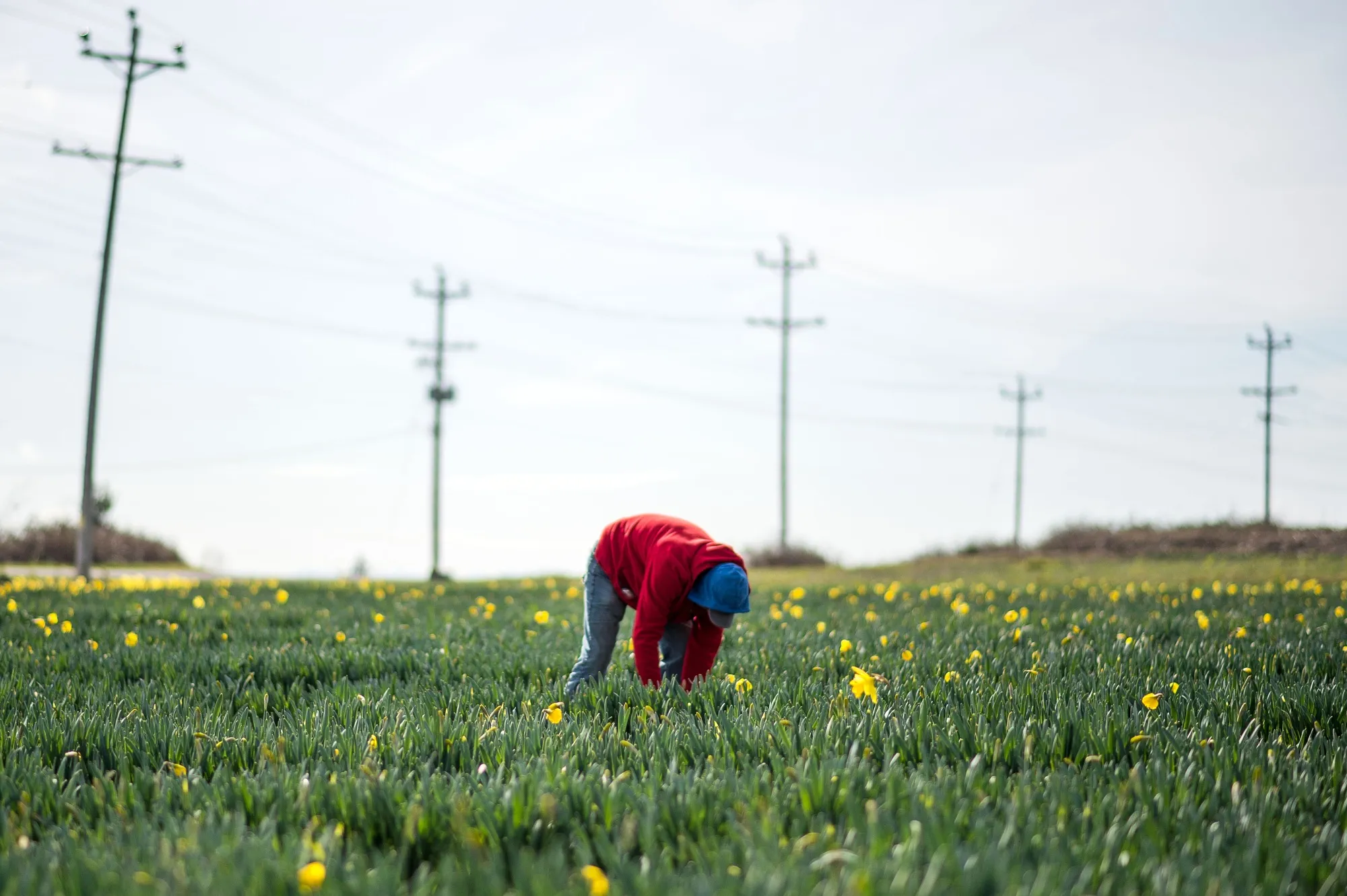 A worker harvests daffodils at Longview Farms in Saanichton, British Columbia, Canada, on Friday, March 12, 2021. Longview Farms, one of the biggest daffodil producers in Canada, was only able to bring in 11 temporary foreign workers this year, due to Covid-19 safety protocols, so is relying heavily on locals to fill the gap and bring the harvest in on time, Times Colonist reports.