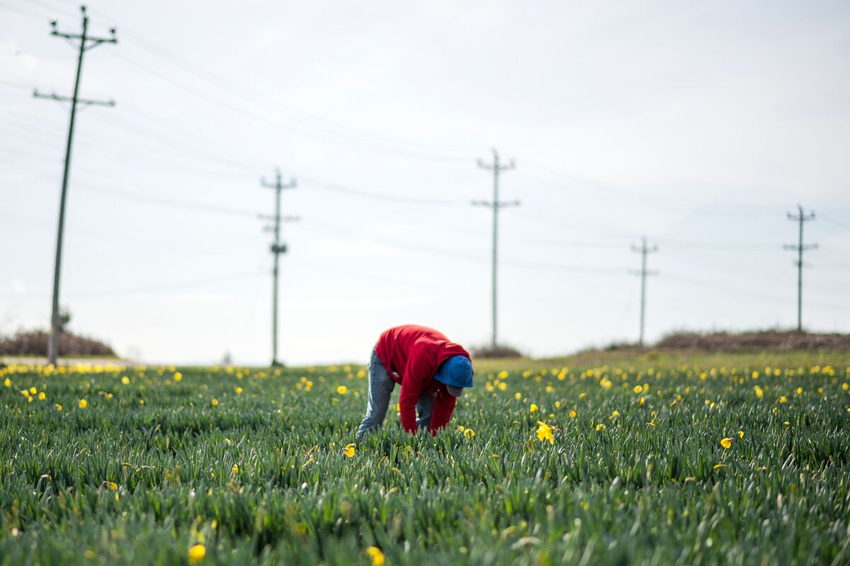 Canada Limits Low-Wage Temporary Foreign Workers