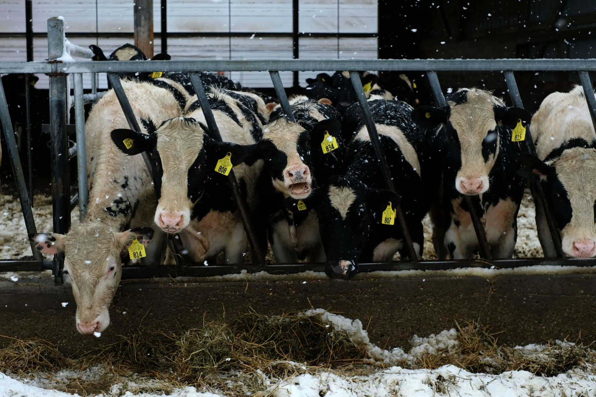 Cows at a dairy Farm in Cambridge, Wisconsin, Feb. 2023.