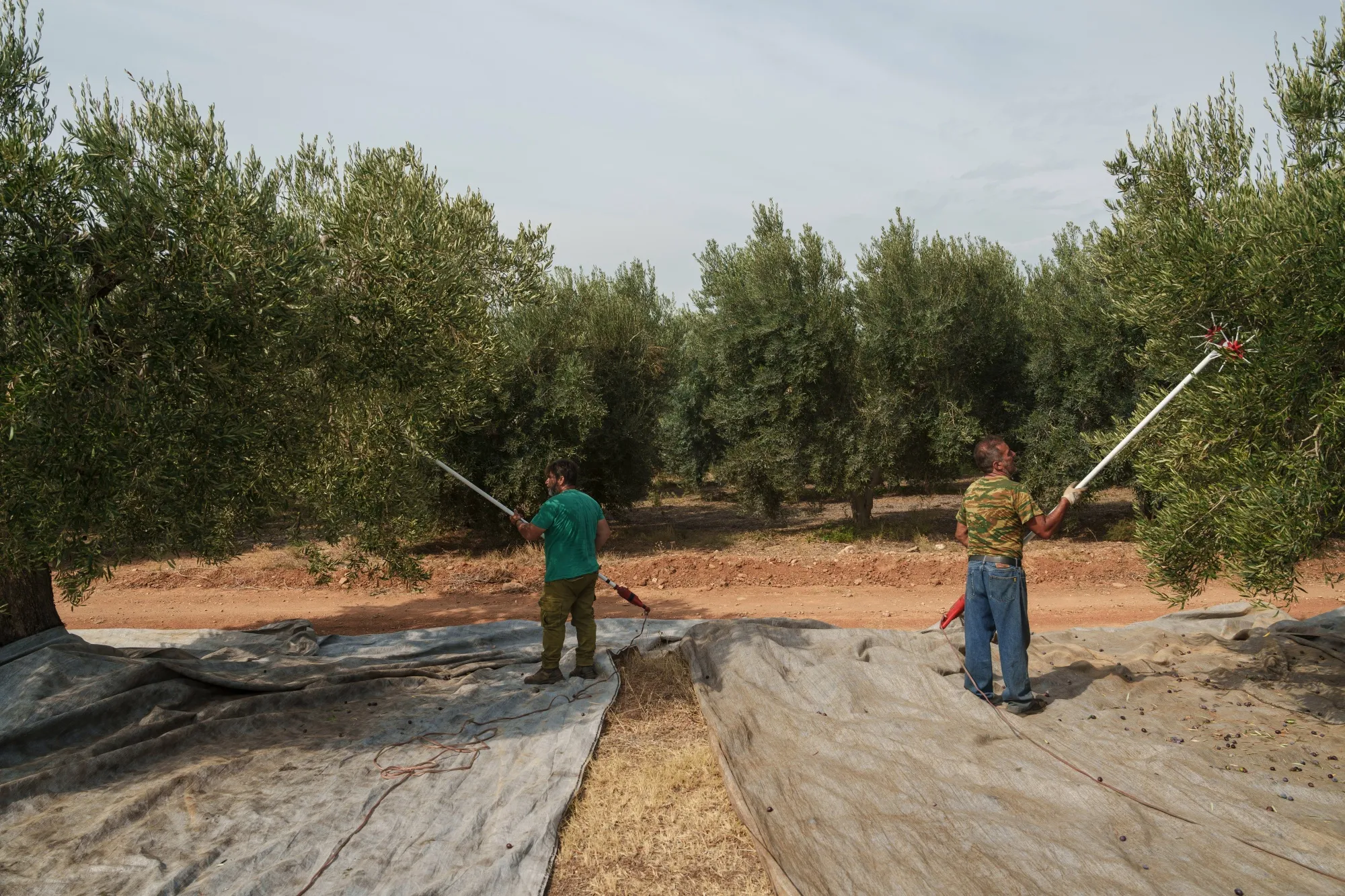 Workers harvest olives for olive oil production near the village of Yerakini, Halkidiki, Greece.