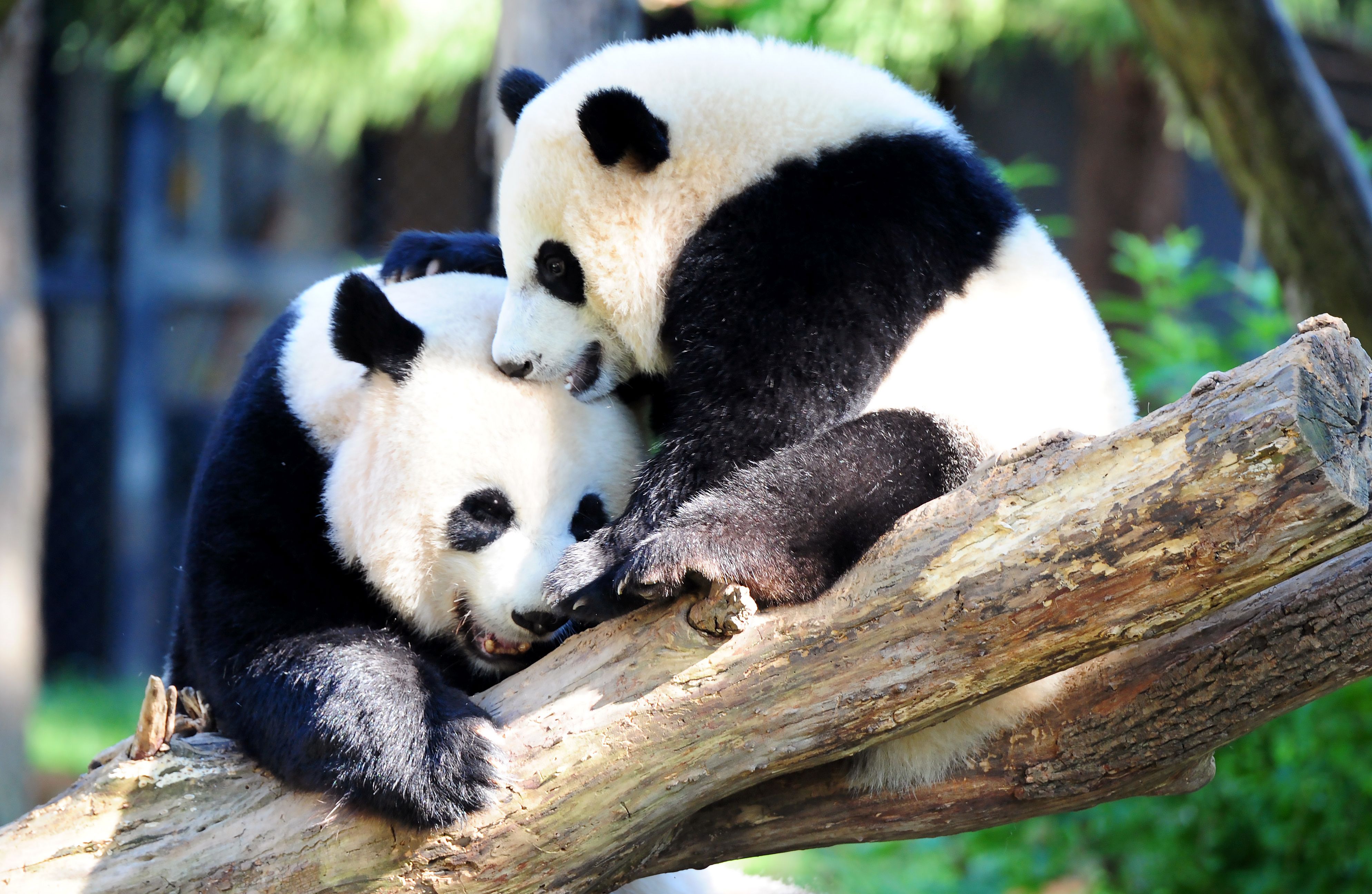 National Zoo Spends $1.7M on Panda DC Home After Returning Them to China -  Bloomberg