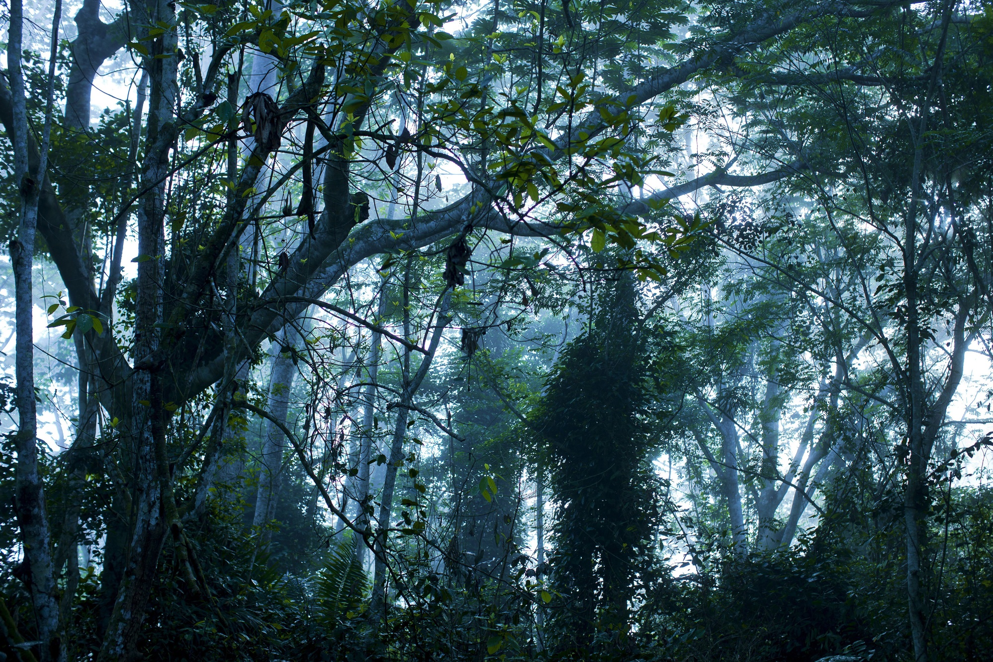 The forest be green. Тропические леса Конго. African Rainforest. Strange place into Forest.