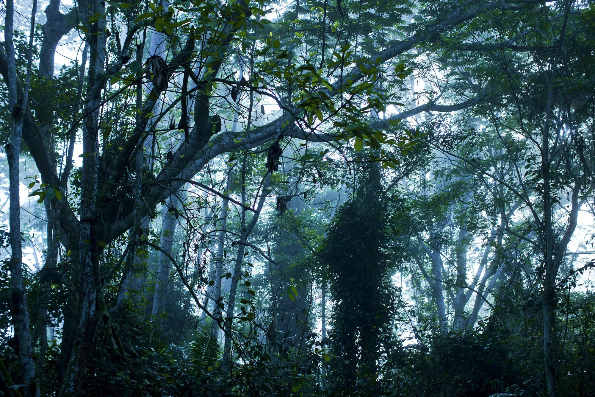 Six nations share the Congo Basin, which scientists increasingly recognize as an essential so-called carbon sink.