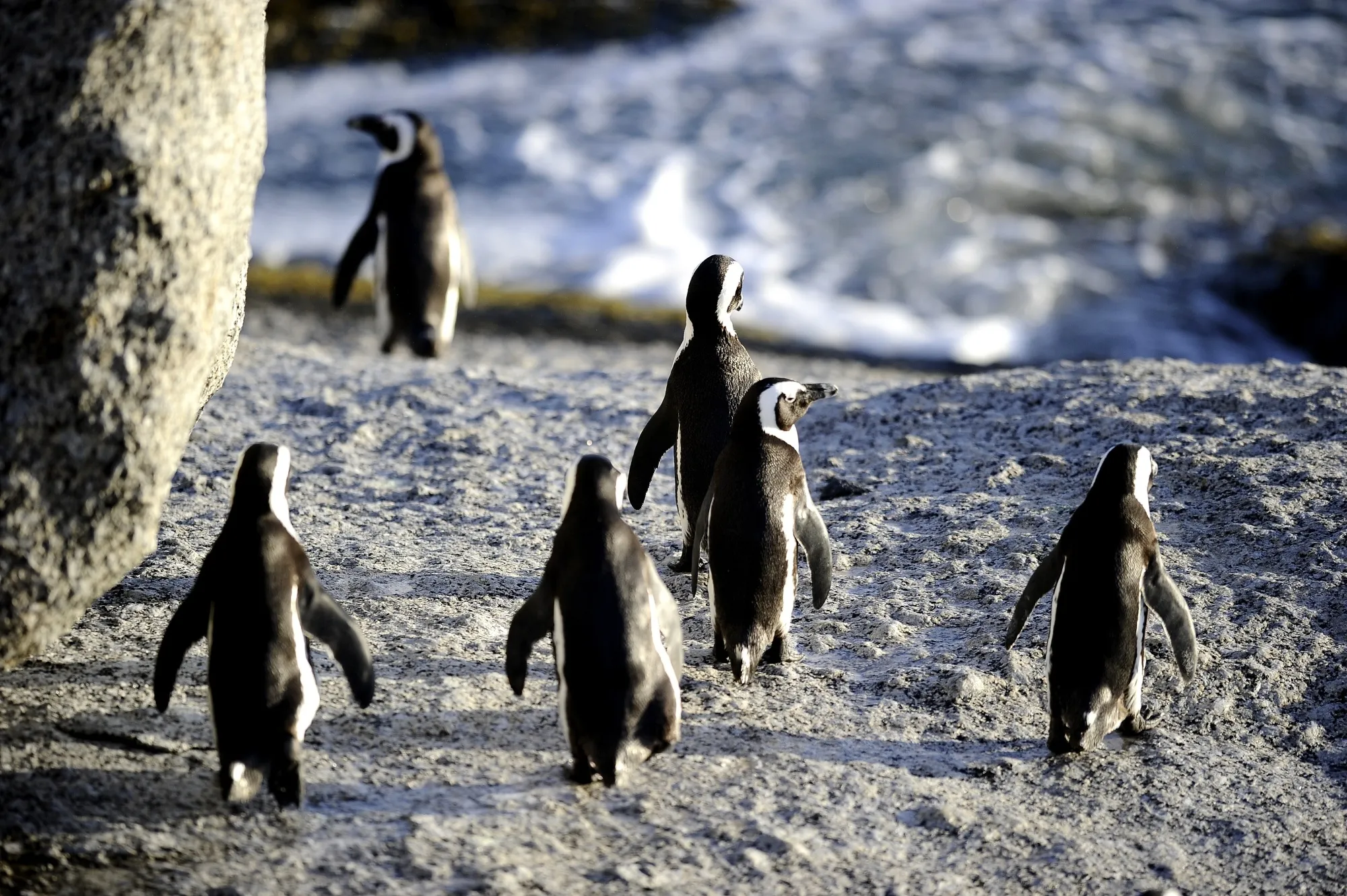 Penguins in Simon's Town near Cape Town, South Africa.&nbsp;