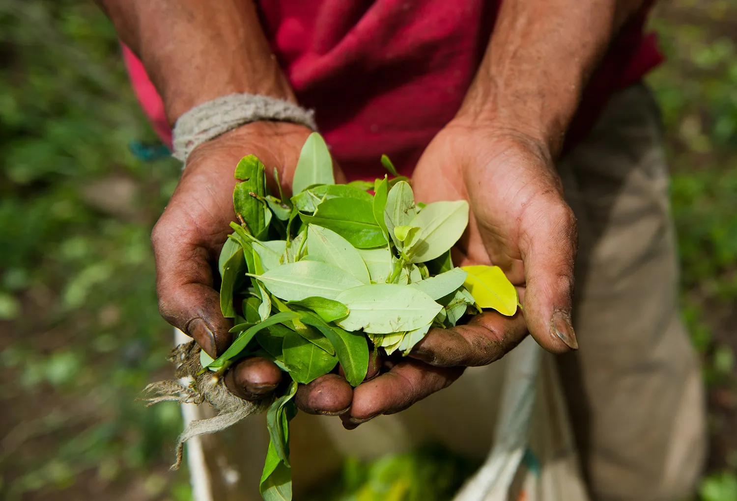 Just Say No: Adios Cocaine as Cocoa Becomes Hot in the Amazon - Bloomberg