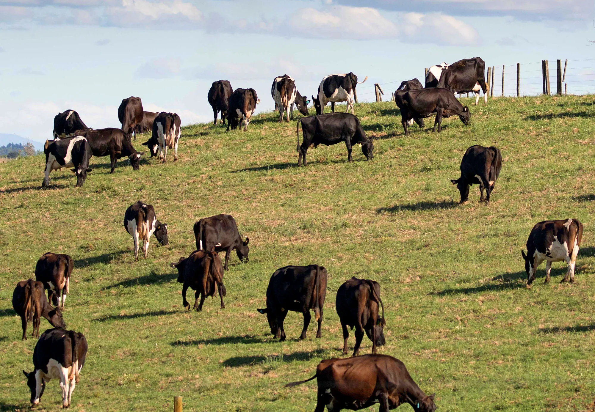 Dairy products make up about a quarter of New Zealand’s NZ$49 billion ($33 billion) of exports, which in turn make up 30 percent of the economy.
