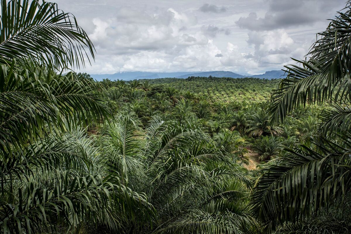 La Nina Rain Set to Lift Palm Oil Output in Indonesia to Record - Bloomberg