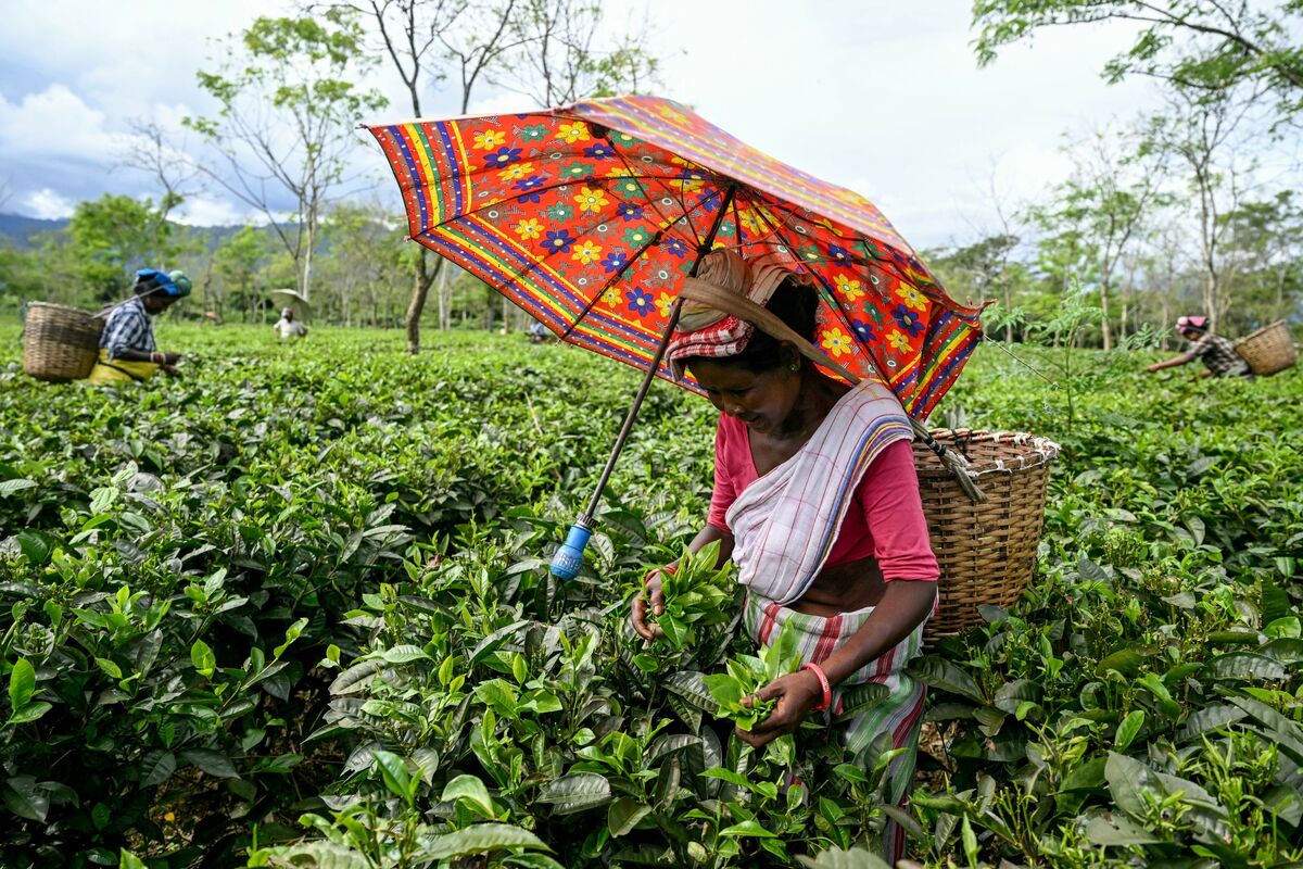 bloomberg.com - Satviki Sanjay - Remote Retreats, Experiences Give India Hotels New Growth Driver