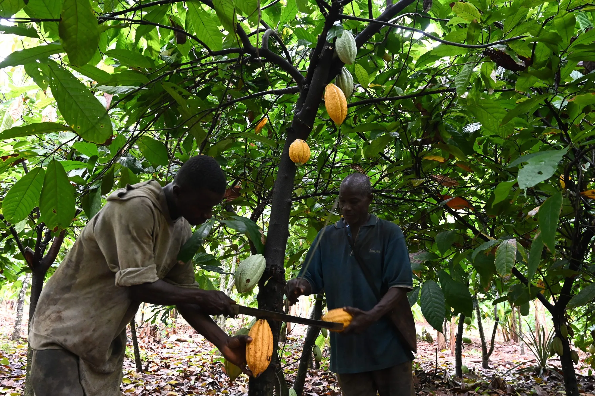 Farmers harvest cocoa pods at a plantation near Sinfra, Ivory Coast.