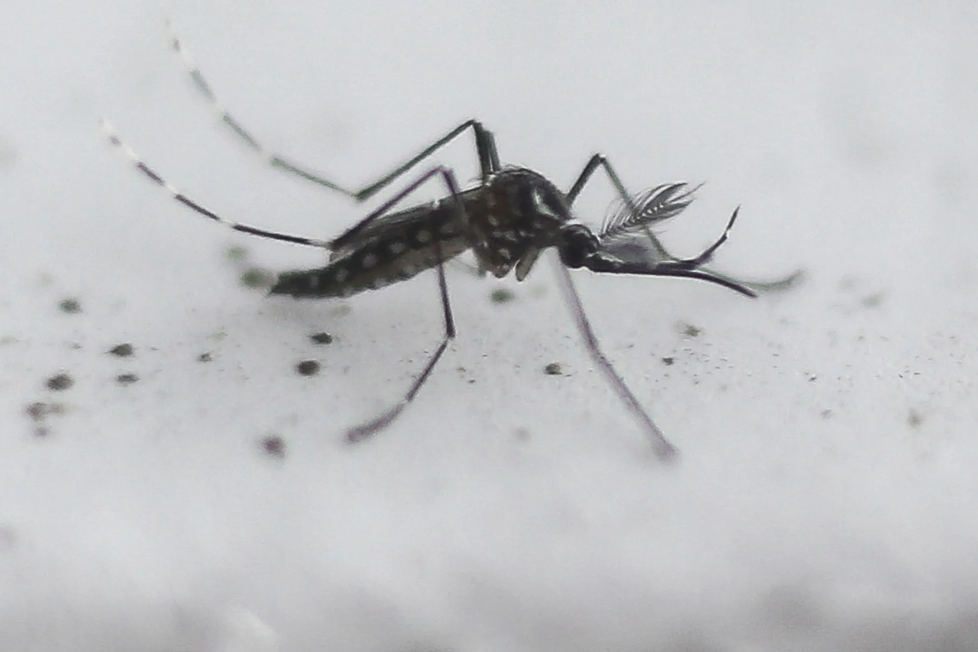 BRAZIL-AEDES AEGYPTI-TRANSGENIC-UNLEASH