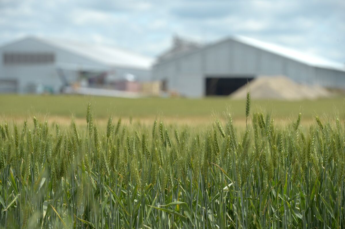 Australia’s West Coast Grain Crop May Hit Record, Survey Shows