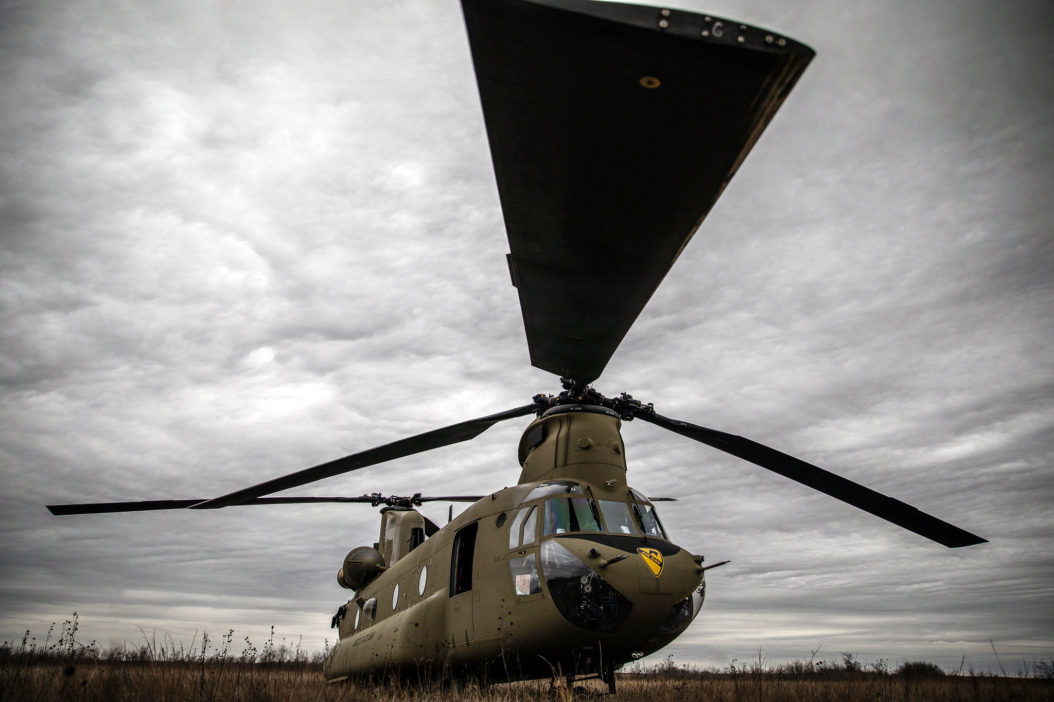 when does a chinook mature