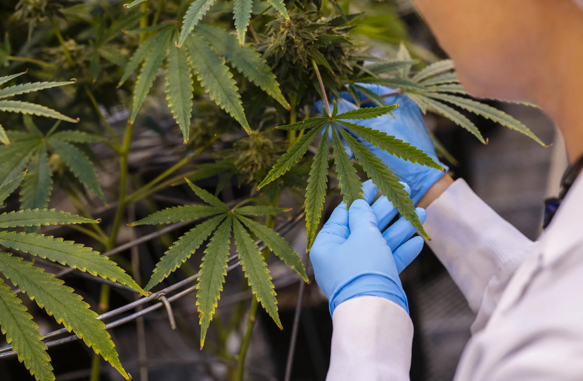 Inside The Hexo Corp. Cannabis Facility As Marijuana Is Legalized In Canada