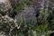 A New Zealand Tea Tree plant with white flowers (left) and some lavender in a Northridge, Calif., front yard turf-replacement project.