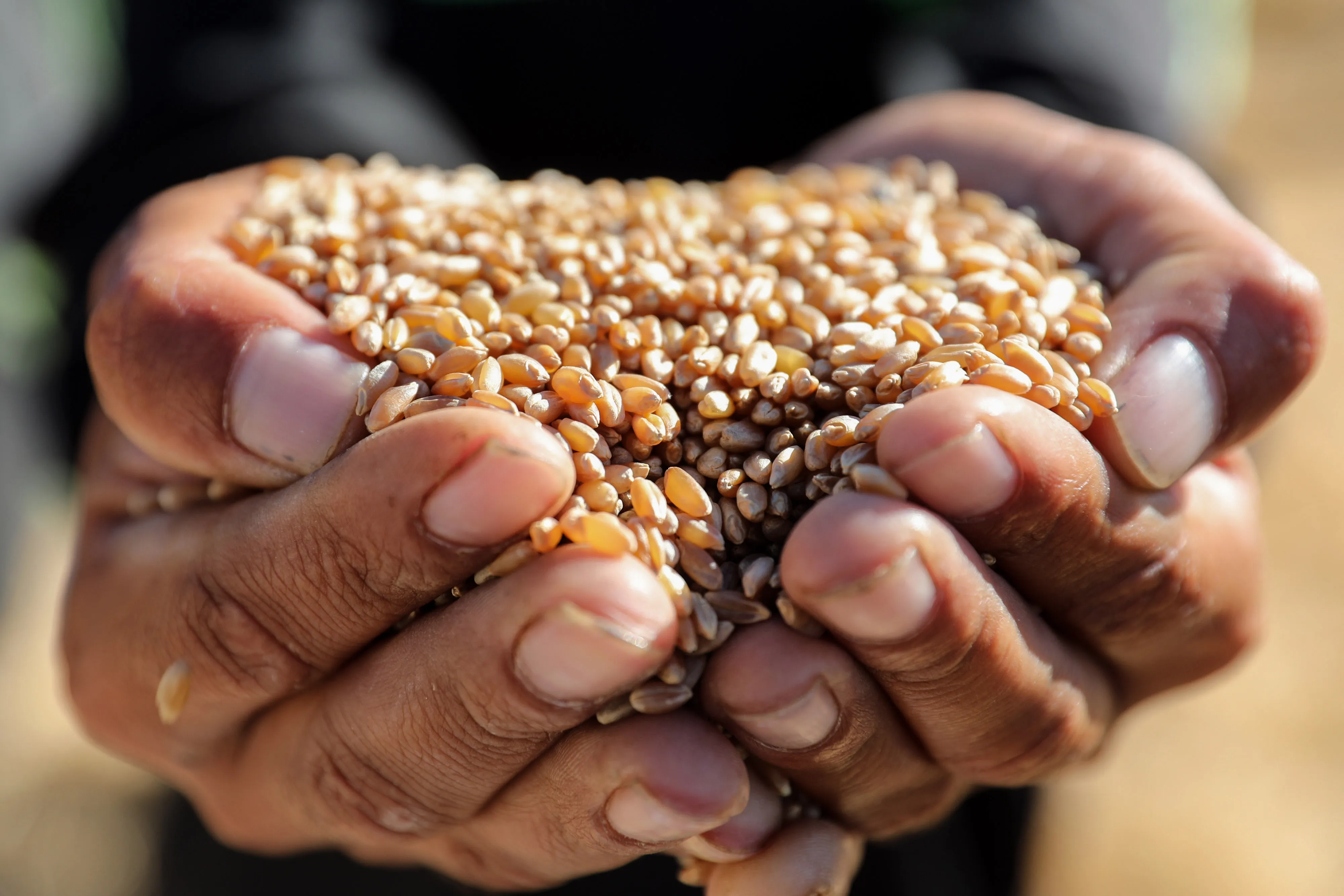 A worker displays harvested wheat grain on a farm in Nabatieh, Lebanon, on Wednesday, July 13, 2022. Corn and wheat held little changed as markets size up adverse weather threatening farms, as well as negotiations over unblocking Ukraine grain exports.