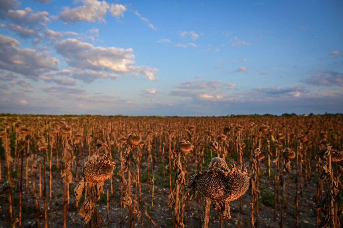 Romania Is Europe’s Nation of Farmers, But Its Crops Are Dying