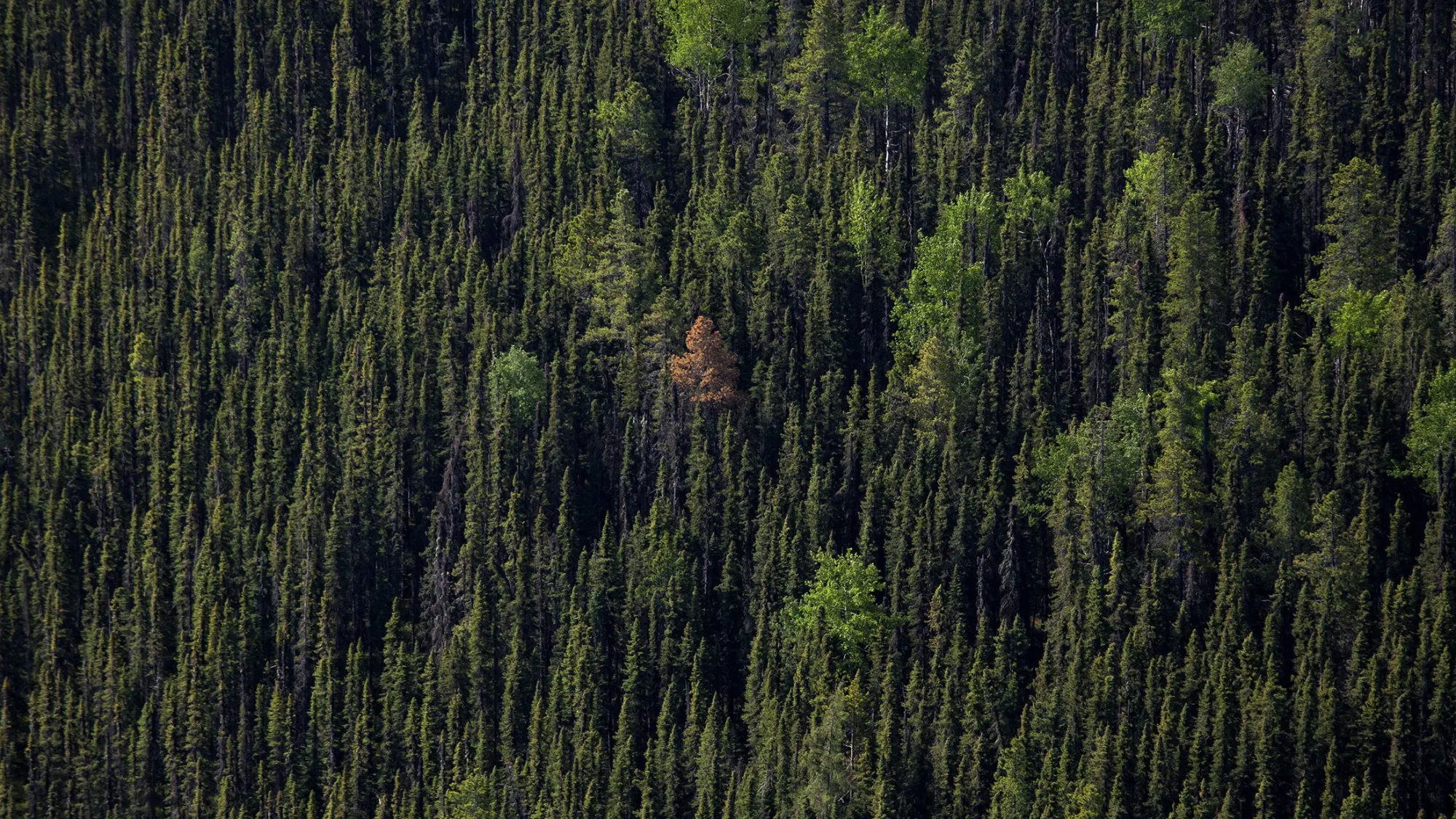 Pine trees stand in this aerial photograph taken above a forest near Whitecourt, Alberta, Canada.
