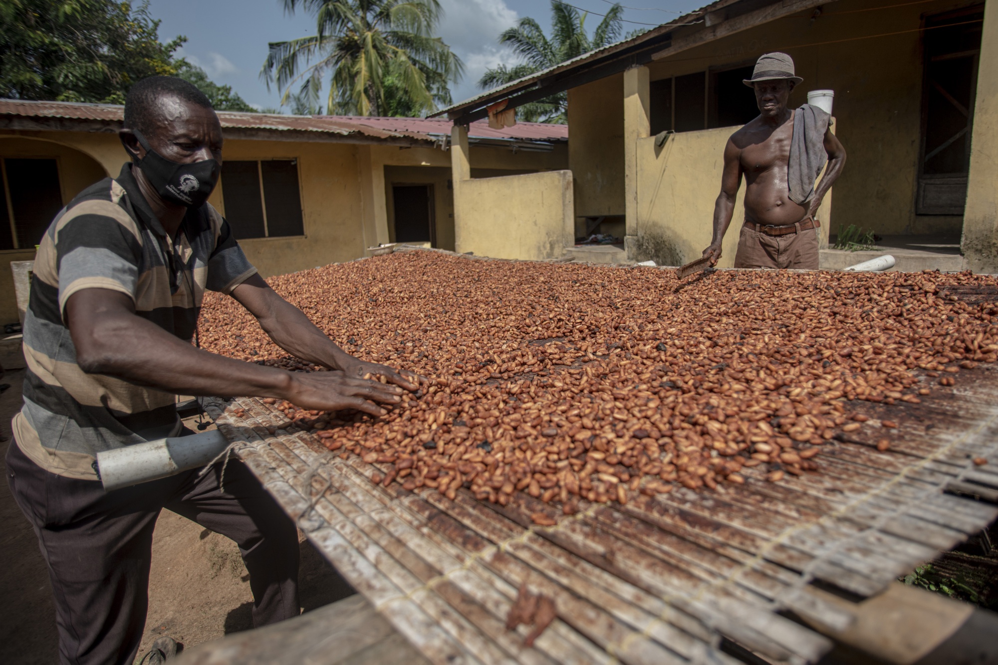 Cocoa farmers spread cocoa beans during the sun-drying process in Asikasu, Ghana.