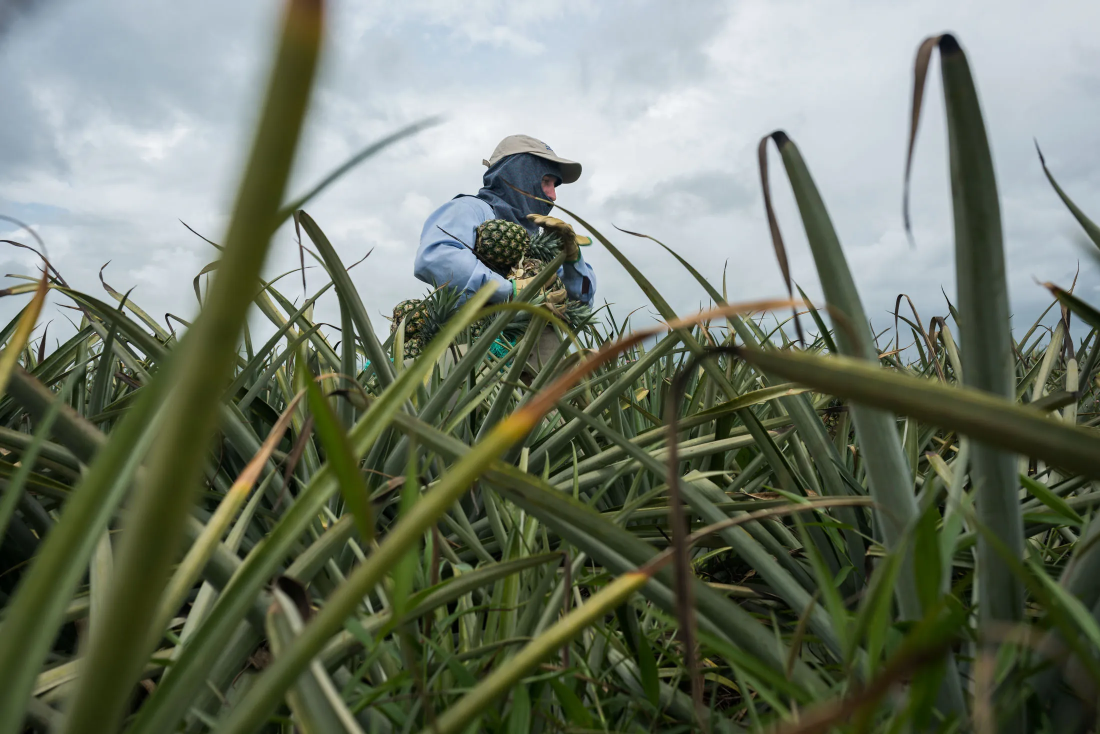 Jereda picking pineapples at a plantation that employs former guerrillas

