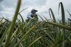 Jereda picking pineapples at a plantation that employs former guerrillas
