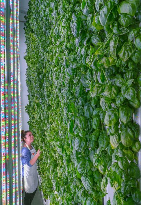 プレンティの縦型式の野菜栽培